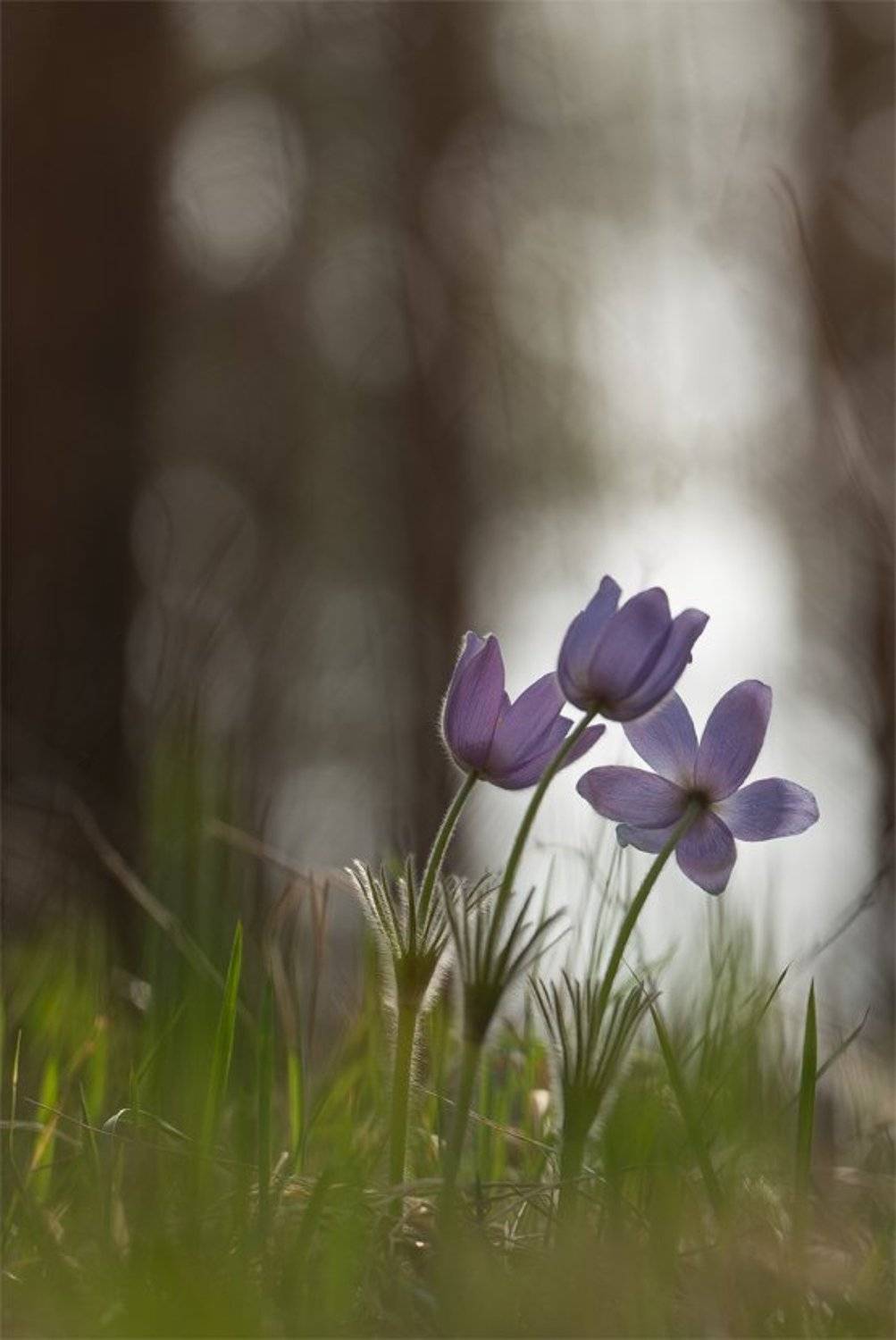 , Геннадий Мещеряков
