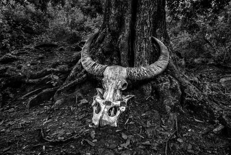 Poor Yorick... фото превью