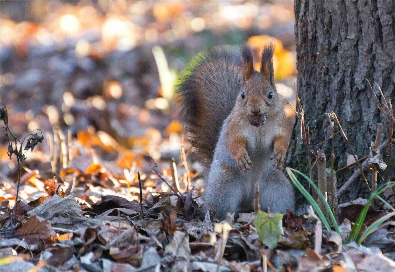 , Руслан Сигушин