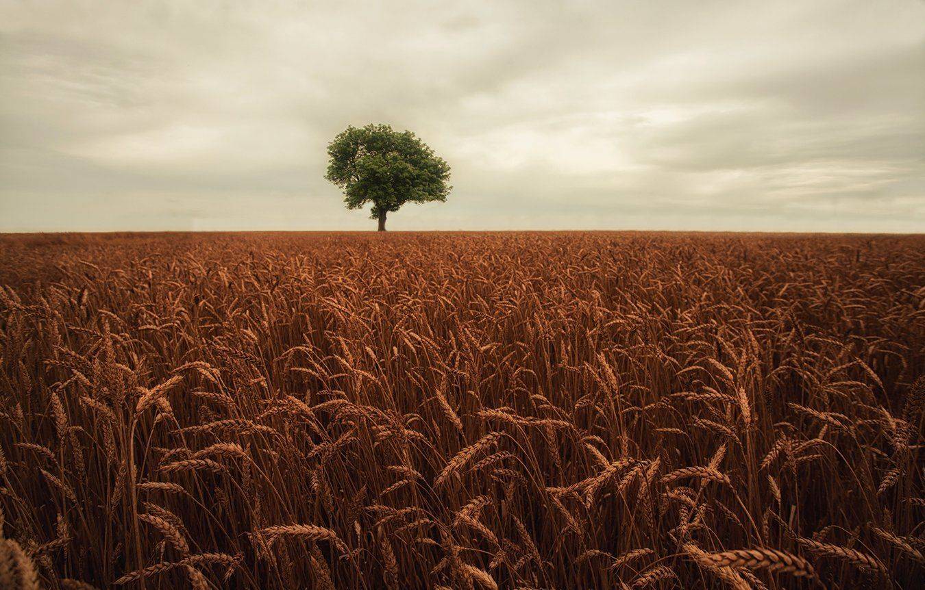 Дерево, Лето, Одиночество, Поле, Эстония, Kljuchenkow Aleksandr