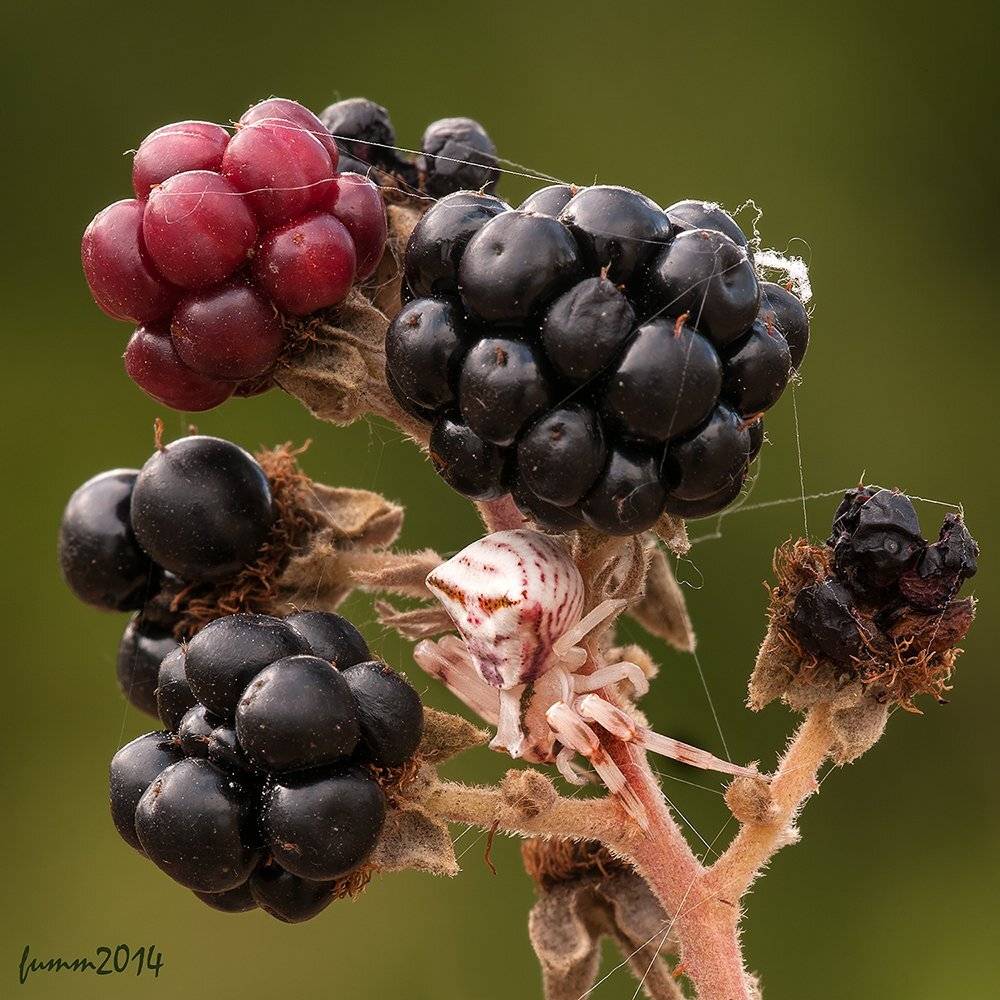 , Игорь ФУММ