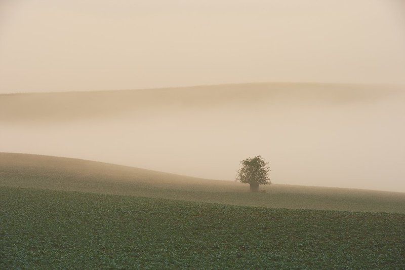 mist shrub фото превью