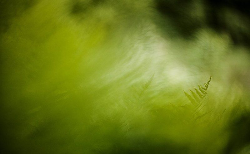 папоротник, валдай о валдайском папоротнике фото превью