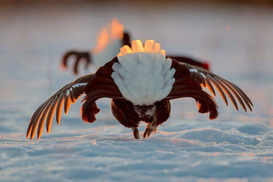 СергейИванов, Тетерева, Ток, Сергей Иванов