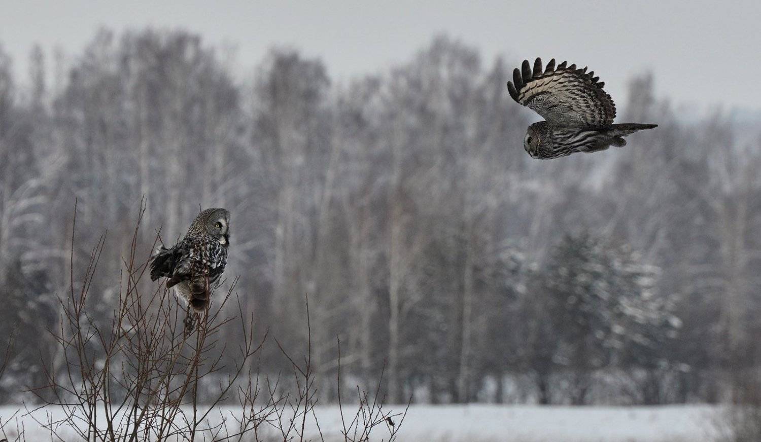 , Олег Пожарков