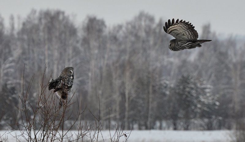 Иржик в гостях у Кржемелика фото превью