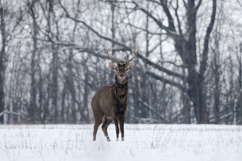 Старшой фото превью