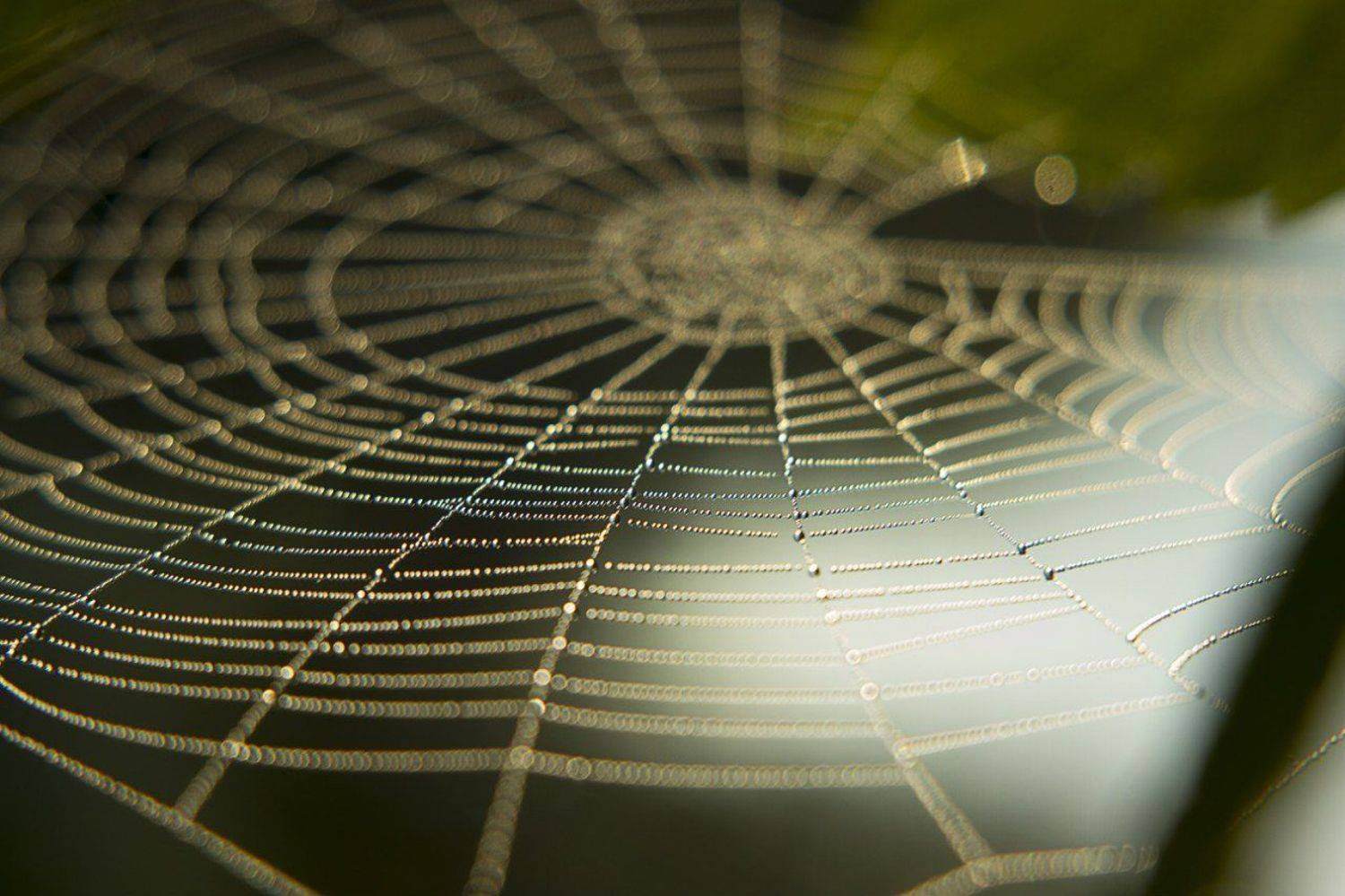 , Землянский Сергей