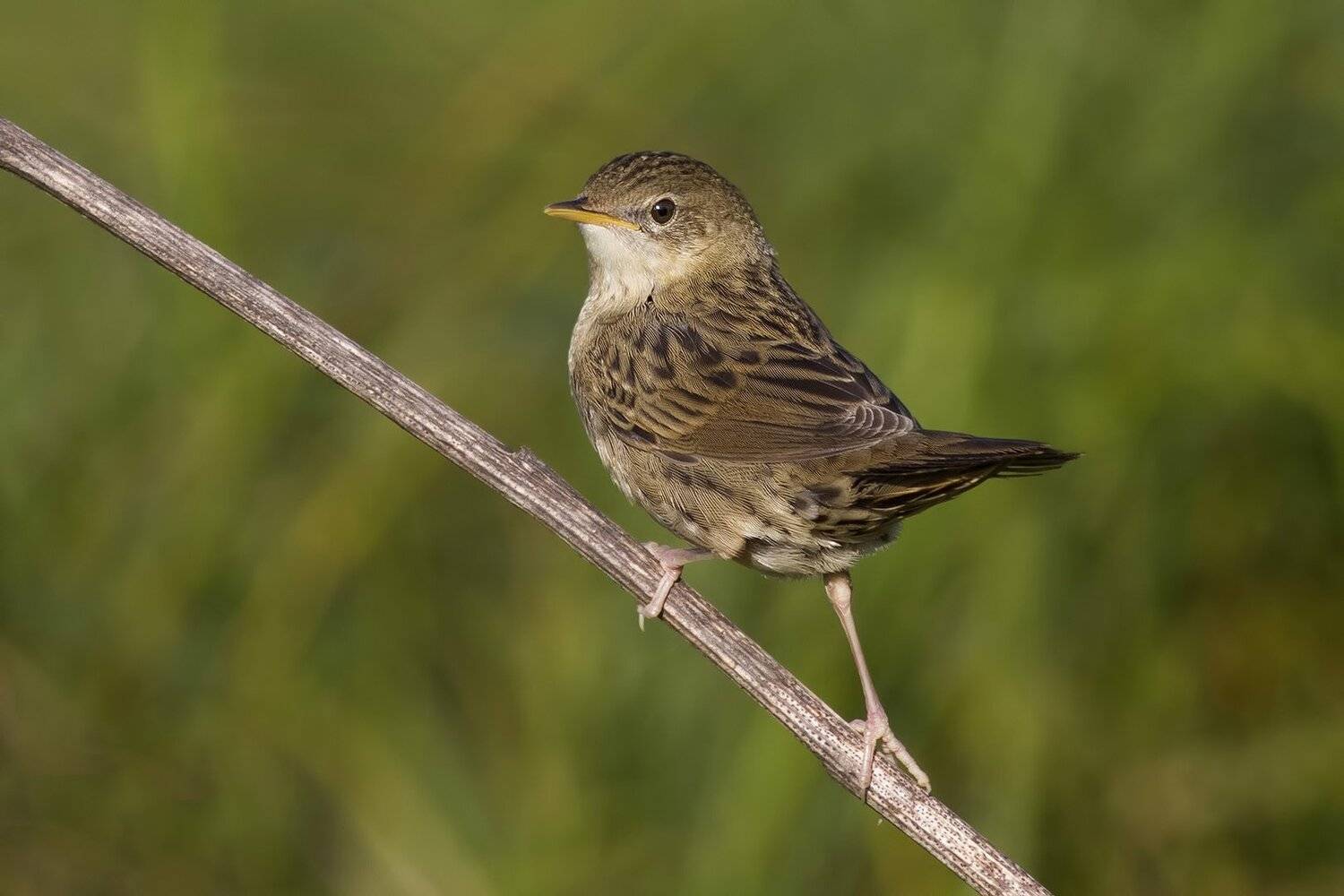 Сверчок обыкновенный, Ляпустин Юра