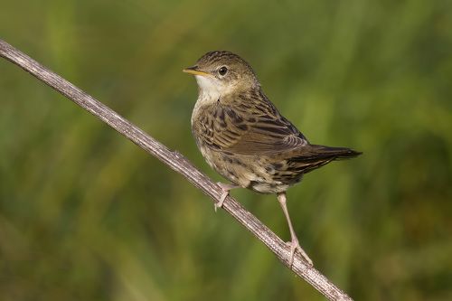 Grasshopper Warbler.