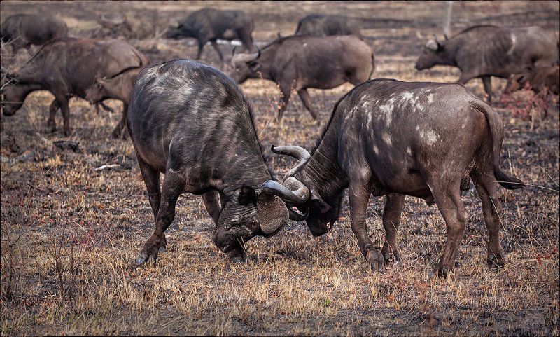 Побежденный будет наказан фото превью