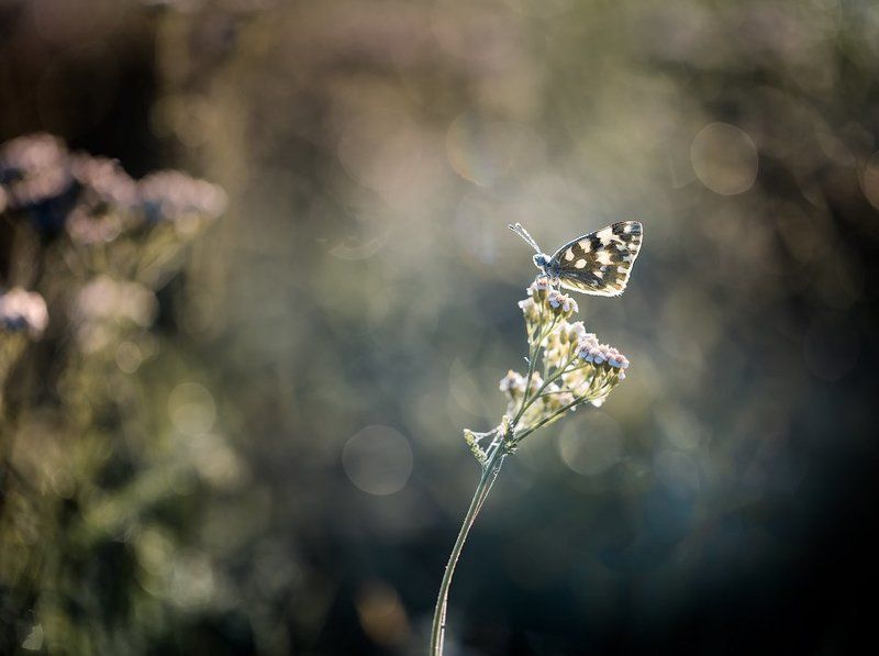 on milfoil фото превью