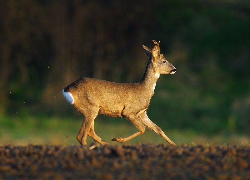 * * * фото превью