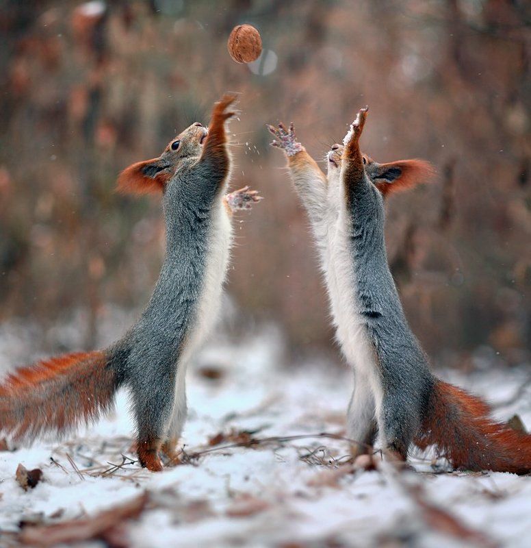 NUTBALL (игра в орех)