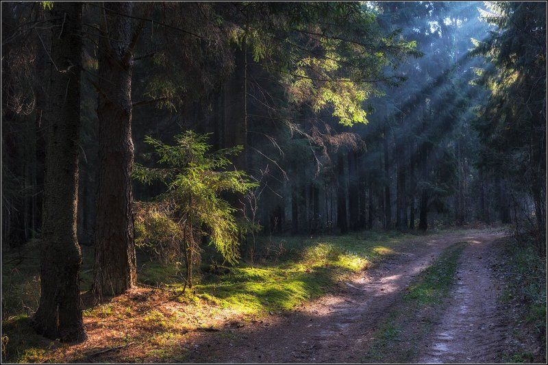 Беларусь, Витебская обл Самый обычный лес фото превью