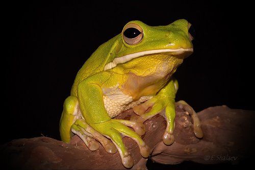 White-lipped tree frog,Белогубая квакша - Litoria infrafrenata