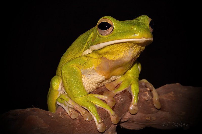 Frog, Litoria infrafrenata, White-lipped tree frog, Амфибии, Белогубая квакша, Квакша, Лягушка White-lipped tree frog,Белогубая квакша - Litoria infrafrenata фото превью