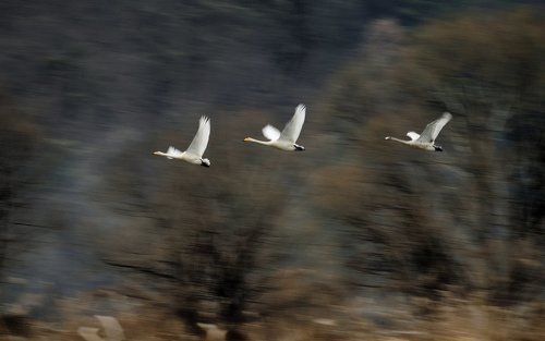 Panning Shot of swan