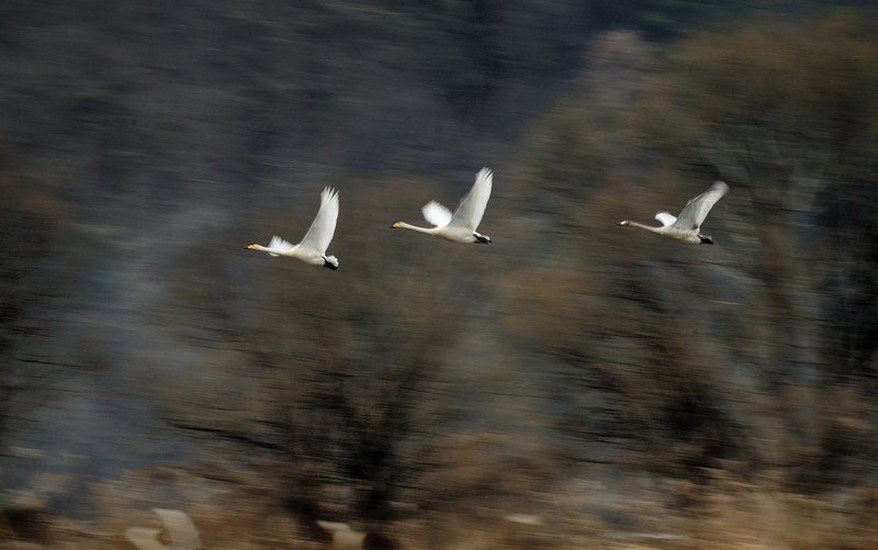 Panning Shot of swan фото превью