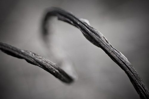 root