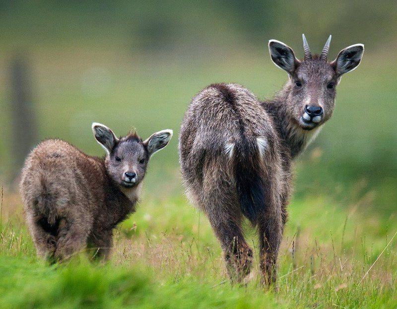 * * * фото превью