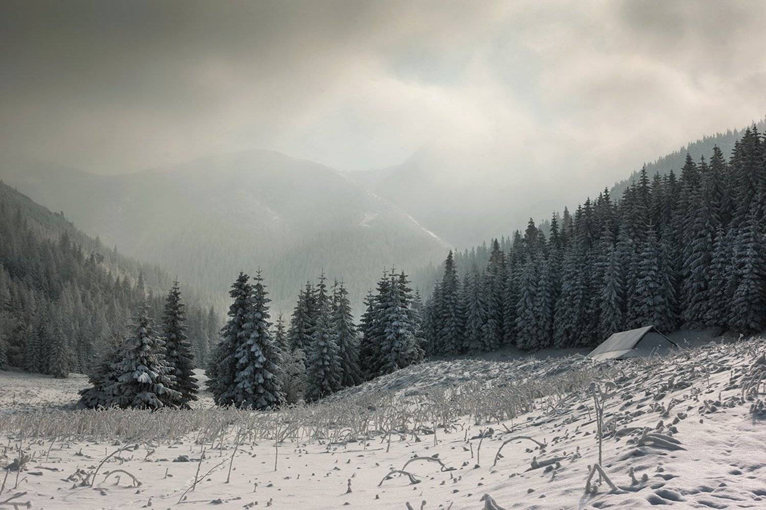 , Света  Черникова