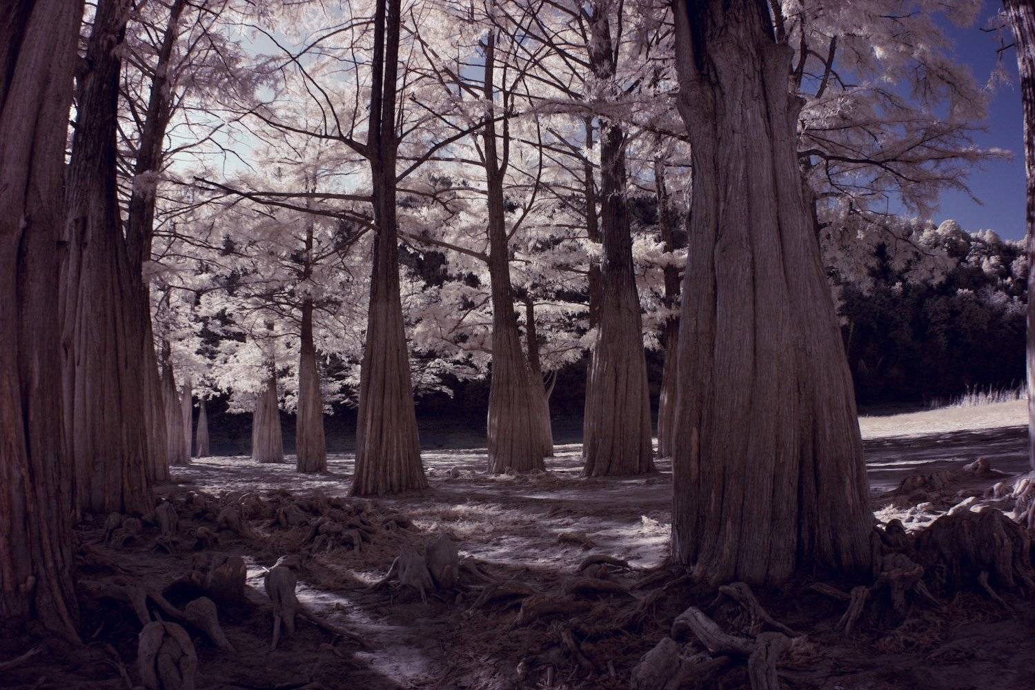 , Никифоров Егор