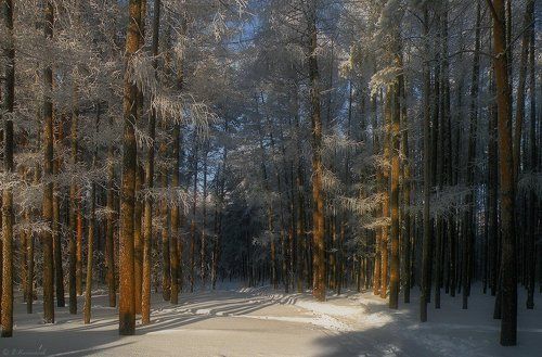 Желаю зимней сказки исполненье...