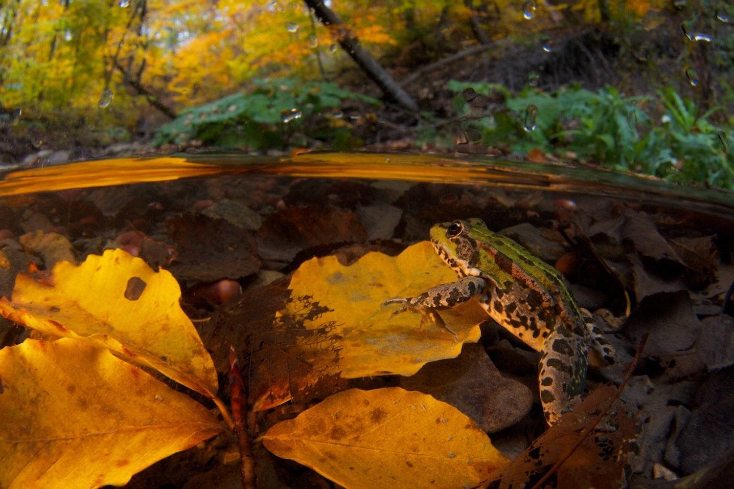 , Никифоров Егор