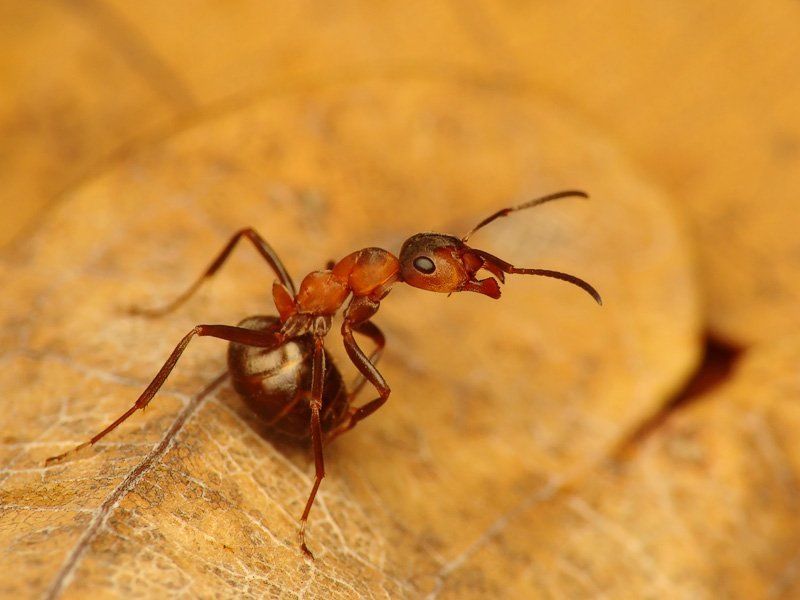 Guardian фото превью