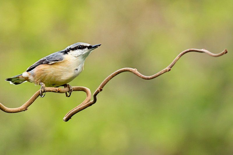 Nuthatch фото превью