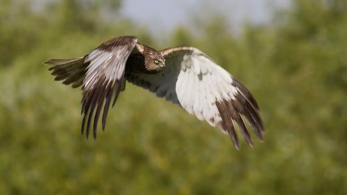 Marsh harrier.