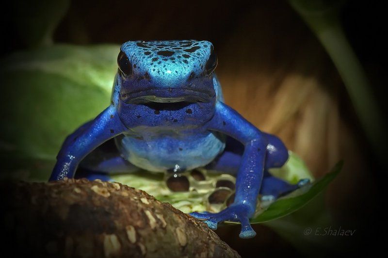 Blue poison dart frog, Dendrobates azureus, Frog, Амфибии, Древолаз, Древолаз голубой, Лягушка Blue poison dart frog,Древолаз голубой - Dendrobates azureus фото превью