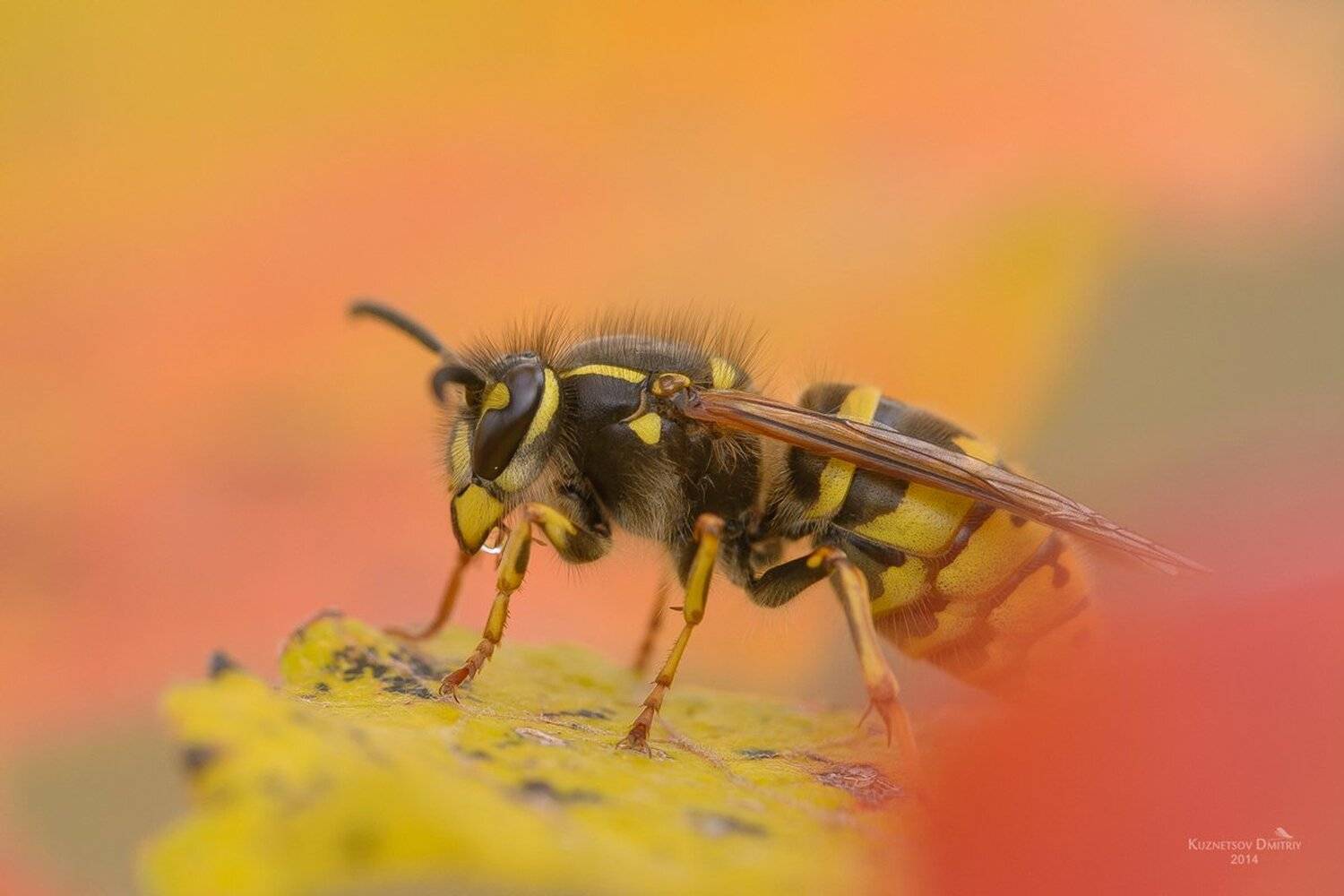 , Кузнецов Дмитрий