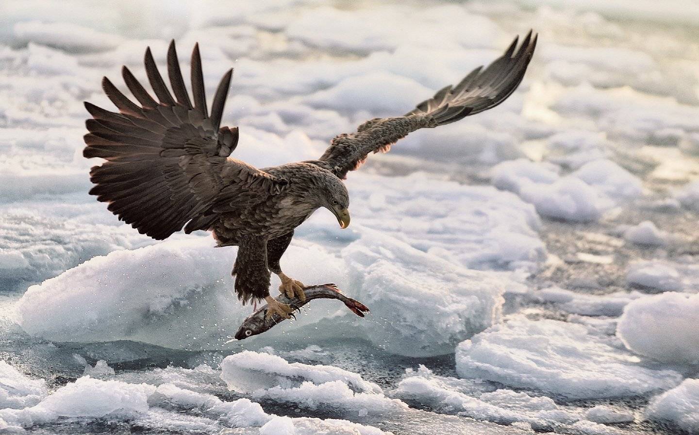 Catch, Erne, KIM SUK EUN