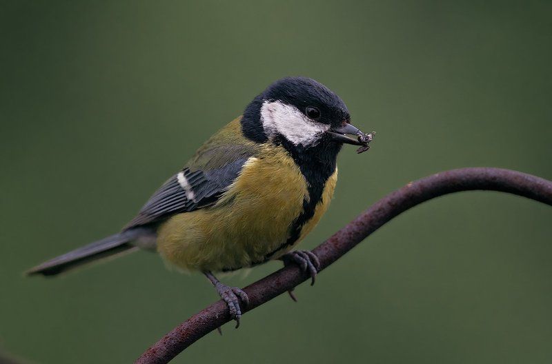 Parus major, Vogel, Большак, Большая синица, Птицы Летняя фото превью