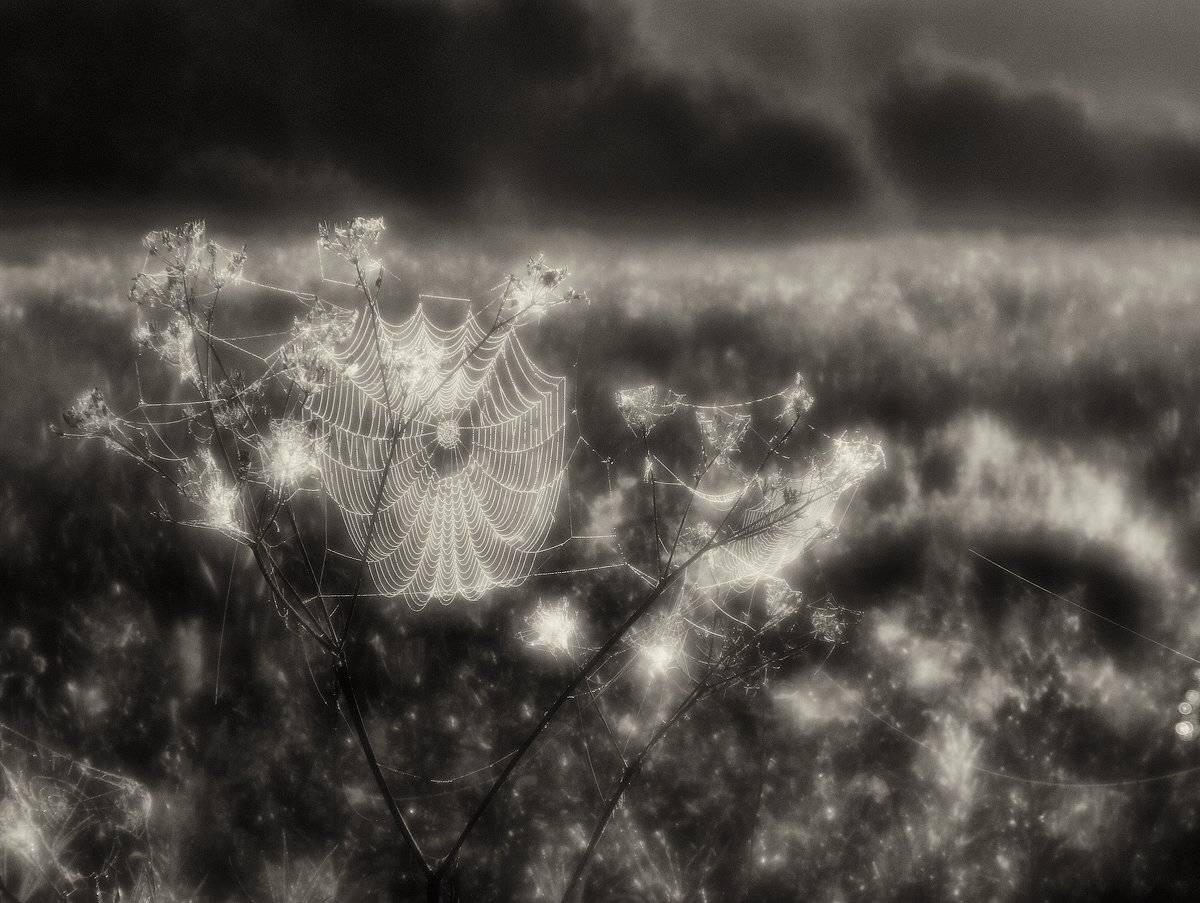 , Владимир Перепечаев