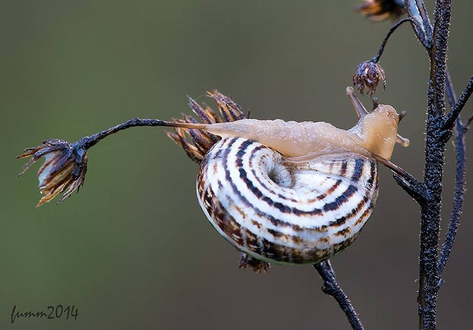 , Игорь ФУММ