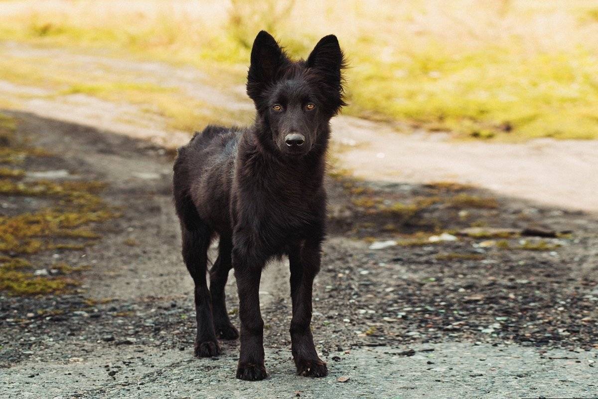 , Семён Конев