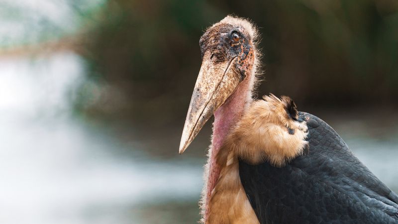 birds, africa, tanzania, safari, marabou Funny marabou фото превью
