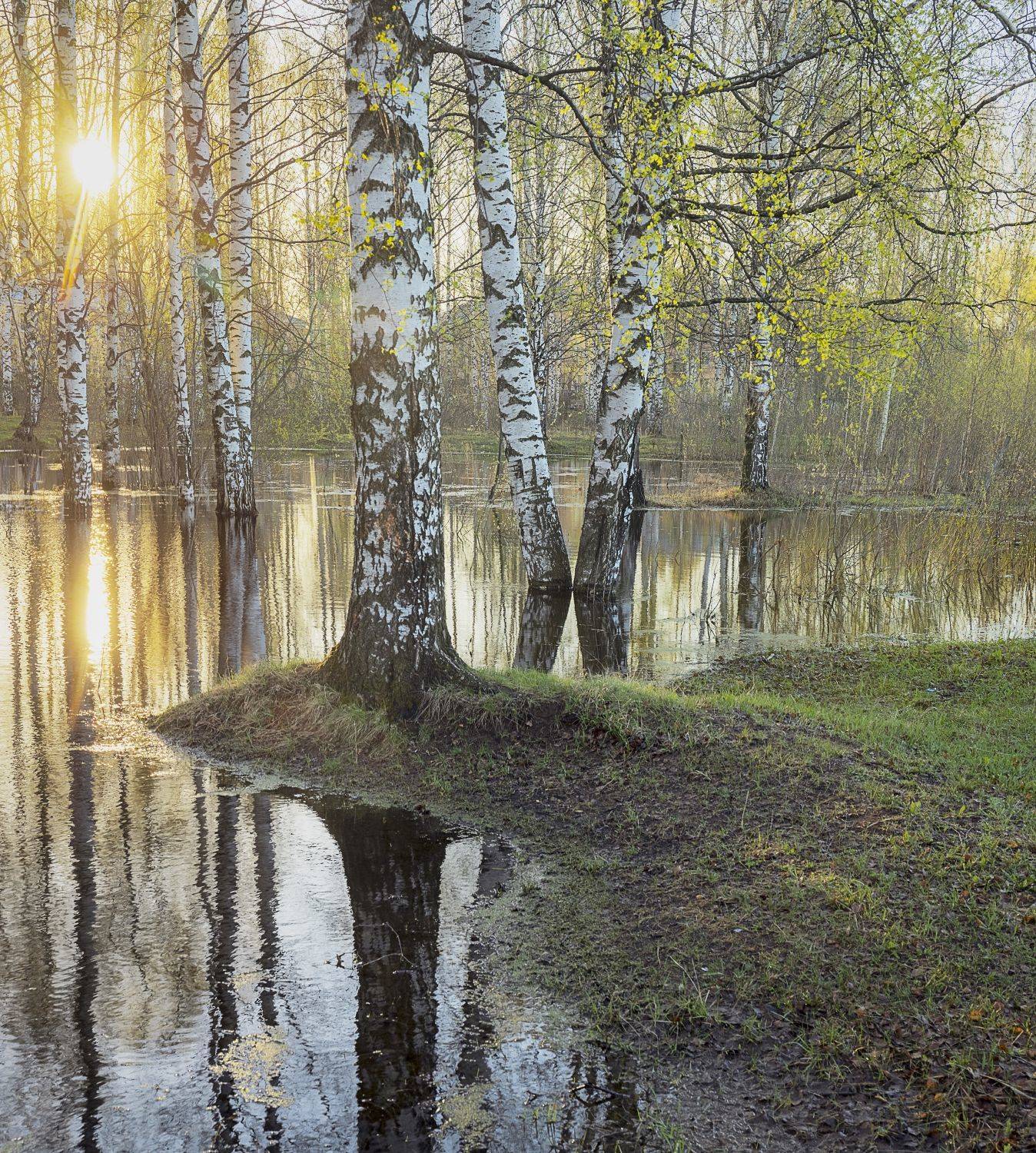 утро березы солнце вода рассвет, Сергей Буторин