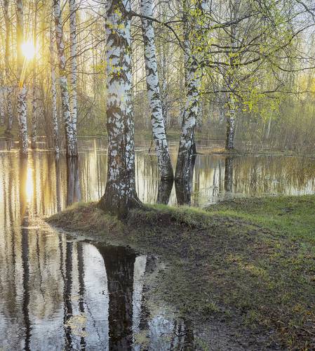 Солнечное утро в берёзовой роще
