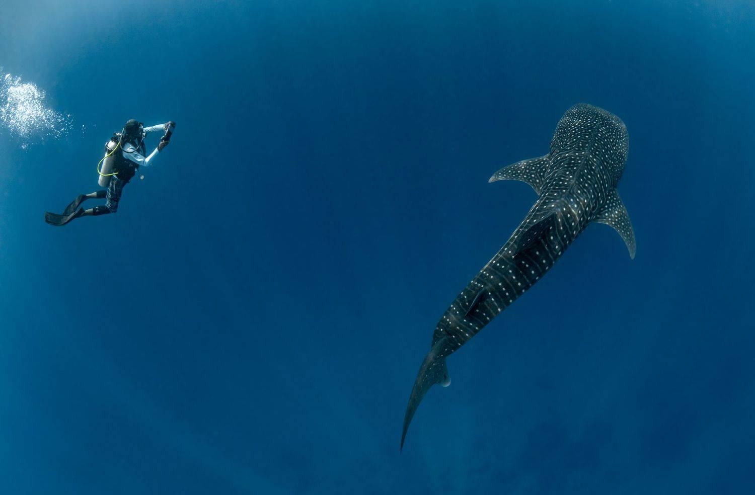 shark, Савин Андрей