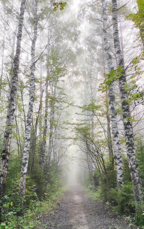 Туманчик... фото превью