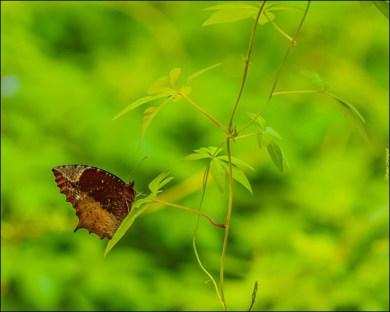 Tailed palmfly  фото превью