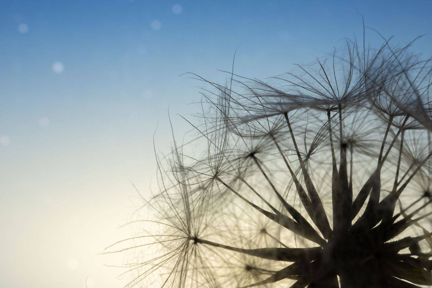 макро, одуванчик, цветы, macro, dandelion, flowers, bokeh, Мария Обидина