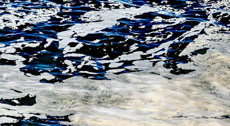 Пеликаны часть 2 фото превью