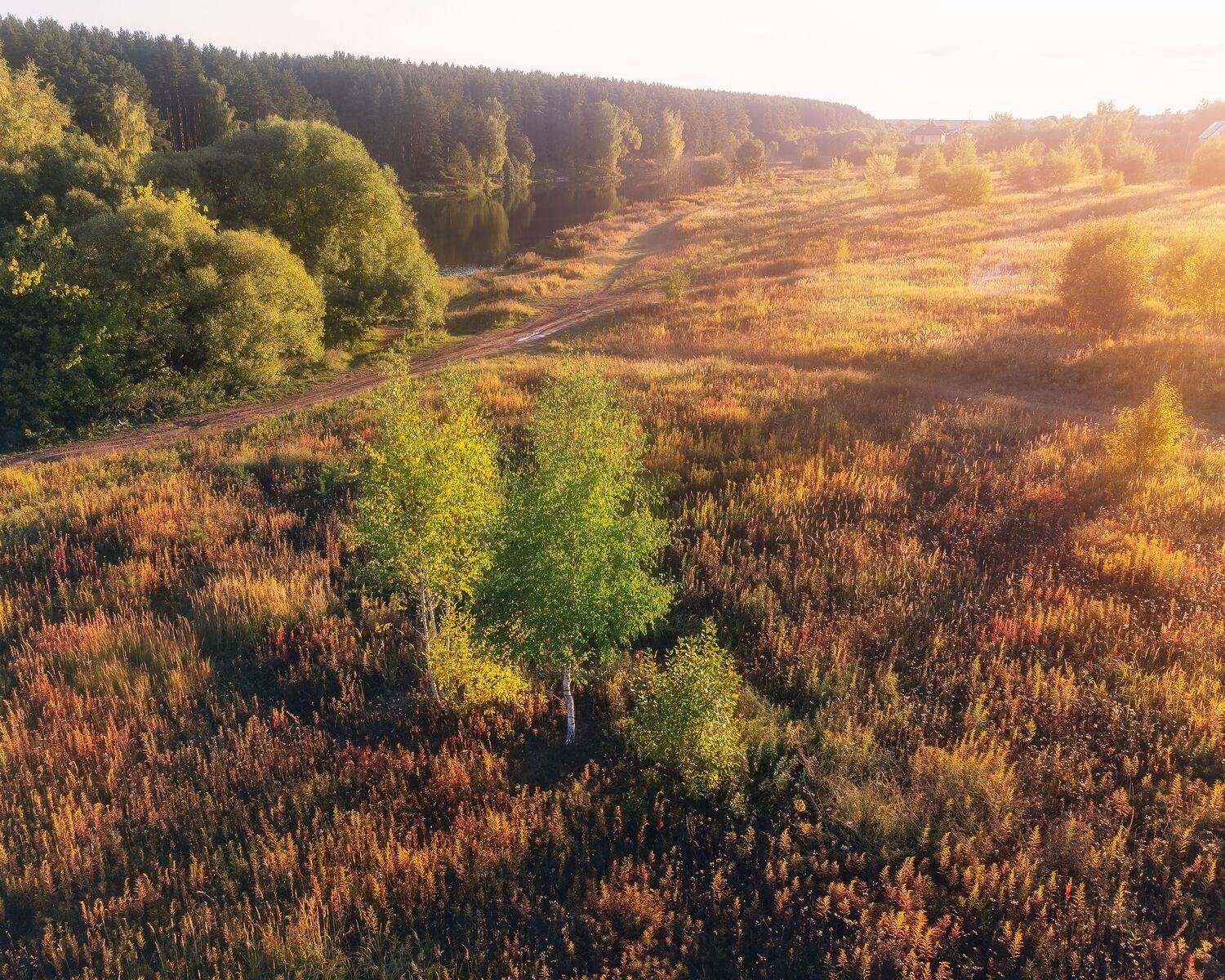 осень, природа, пейзаж, закат, березы, dji, Мартыненко Дмитрий
