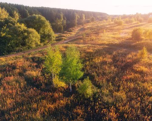 Осенний ковер