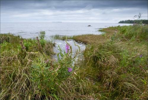 Перед штормом